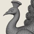 Peacock-Bird-02.jpg Птица павлин