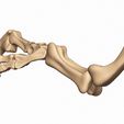 07.jpg 3D Allosaur arm and vertebra pack