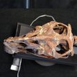 DSC_0469_Cults.jpg Life size Citipati (Oviraptor) skull and cervical vertebrae