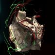 5.jpg Vascular Components ANATOMY VEINS Skeleton BONES NERVES
