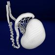 testis-anatomy-histology-3d-model-blend-4.jpg testis anatomy histology 3D model