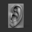top.jpg EAR FOR ARTIST - Anatomy and Fine Arts studies -