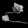 rosa-print.jpg Rose Miniature