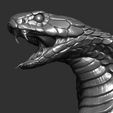 31.jpg Snake cobra