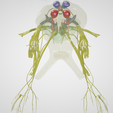 BRAIN-STEM-WITH-CRANIAL-NERVES-AND-NUCLEI-4.png 32-part Brainstem & Midbrain 3D Model with Full Cranial Nerves and Nuclei