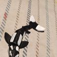 1000204717.jpg Orca whale