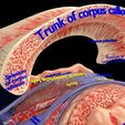 centralnervoussystemcortexlimbicbasalgangliastemcerebel3dmodelblend8.jpg Central nervous system cortex limbic basal ganglia stem cerebel 3D model