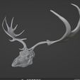 = Peed yr ere FILIGREE Deer or Elk SKULL WITH HORN