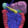 15.png 3D Model of Gastrointestinal Tract with Bones