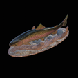 pstruh-klacky-1-2.png rainbow trout 2.0 underwater statue detailed texture for 3d printing