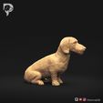 Dachshund-Miniature-Wire-Haired-Pose-04-Dog-3D-Print-2s.jpeg Dachshund Miniature Wire Haired Pose 04