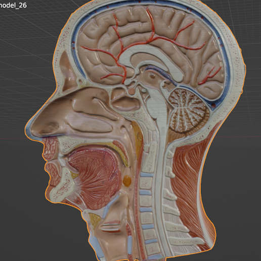 Head-neck-cross-section-5.png Head & Neck Cross-Section 3D Model – Brain, Brainstem, Nasal Sinus, Pharynx, Larynx, Muscle, Artery, Vein | High-Resolution Anatomy