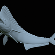 mahi-mahi-mouth-statue-43.png fish mahi mahi / common dolphin fish open mouth statue detailed texture for 3d printing