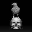 233123.jpg bird crow