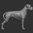 boxer7.jpg Boxer dog 3D print model