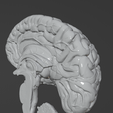 66.PNG.644e5074fae27e1b91ffdd1370c288ff.png 3D Model of Human Brain