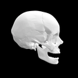 Screen-Shot-2023-02-03-at-2.46.25-PM.png 3D file Half Skull Anatomical Model・Model to download and 3D print
