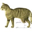 TABLA-MEDIDAS-_-PROTESIS-PARCIAL.jpg CAT PROSTHESIS _ PARTIAL TARSAL PROSTHESIS