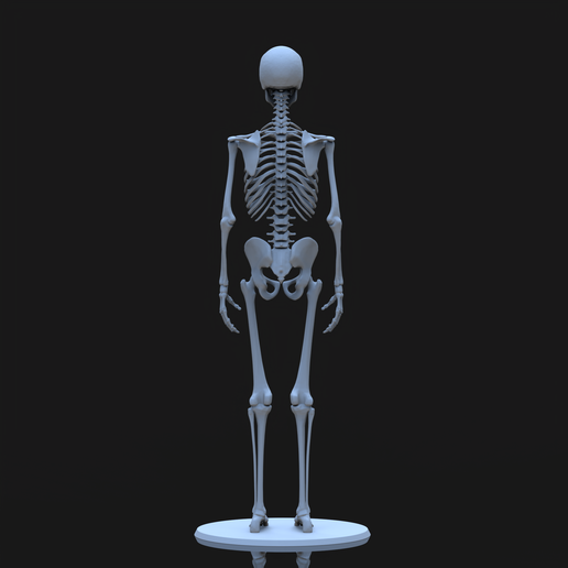 Scene1.1866.png Esqueleto humano