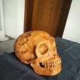 1.jpg Neanderthaler Skull