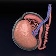 testis-anatomy-histology-3d-model-blend-70.jpg testis anatomy histology 3D model