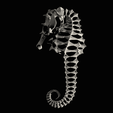 IMG_0526.png Seahorse skeleton