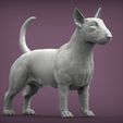 bull-terrier4.jpg bull terrier 3D print model