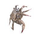 3.jpg KREBS KREBS AMPHIBISCHE TADPOLE TIER ANATOMIE 3D MODELL Maniküre Krabbe Cleistostoma Dilatatum RAPTOR