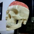20221122_204300.jpg Realistic 3D Sculpture of Open Human Skull with Exposed Brain