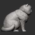 Exotic-Shorthair-Snoopy10.jpg Exotic Shorthair Snoopy cat 3D print model