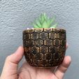 Embossed Hexagonal Pot mold (5).JPG Molde de panal para macetas - Incluye archivo de maceta para imprimir - Puedes hacer macetas del tamaño que quieras para tus plantas