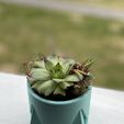 IMG_4063.jpeg Sukkulenten-Pflanzgefäß Hellblau