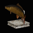 common-carp-trophy-2-2-1-11.png COMMON CARP (CYPRINUS CARPIO) fish in motion trophy statue detailed texture for 3d printing