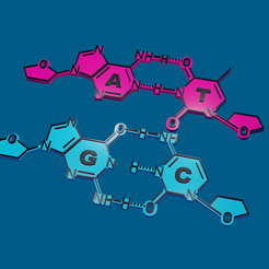 DNA-pair-base.png DNA molecular pair bases keyring coaster