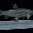 Grass-carp-statue-13.png fish grass carp / Ctenopharyngodon idella statue detailed texture for 3d printing