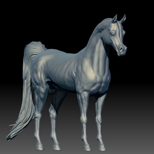 05.jpg Arabian Horse