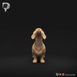 Dachshund-Smooth-Haired-Pose-02-Dog-3D-Print-10s.jpeg Teckel à poil lisse Pose 02