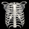 2.png 3D Model of Ribs Cage