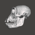 2.png Chimpansee Skull - Pan troglodytes verus