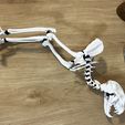 IMG_1687.jpeg Cat Skeleton [Articulated]
