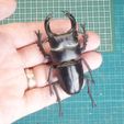 DSC01890-11.jpg Giant stag beetle (Dorcus Hopei Binodulosus)