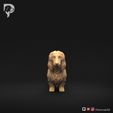 Dachshund-Miniature-Long-Haired-Pose-01-Dog-3D-Print-10s.jpeg Dachshund Miniature Long Haired Pose 01