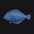 harmands_sole_0013.jpg Harmands Sole
