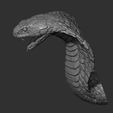 12.jpg Snake cobra