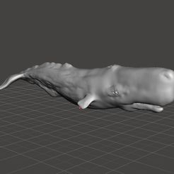 spermwhalecachalot2.jpg STL-Datei POTTWAL CACHALOT FIGUR MODELL TIER KREATUR WILDNIS REALISTISCH・Modell zum Herunterladen und 3D-Drucken