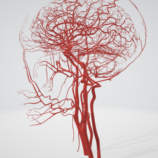 artery,-cerebrovascular,-brain,-face,-hemisphere,-willis,-dental,-neck,-vein,-head,-cerebellum,-vasc.png 3D 头颈部血管解剖图 - 动脉、静脉和脑血管系统