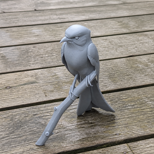 Drongo Bird 3D model