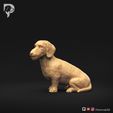 Dachshund-Miniature-Wire-Haired-Pose-06-Dog-3D-Print-9s.jpeg Dachshund Miniature Wire Haired Pose 06