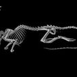 specimen-1.jpg Mus musculus, House Mouse skull