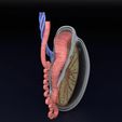 testis-anatomy-histology-3d-model-blend-32.jpg testis anatomy histology 3D model